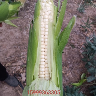 黏糯玉米