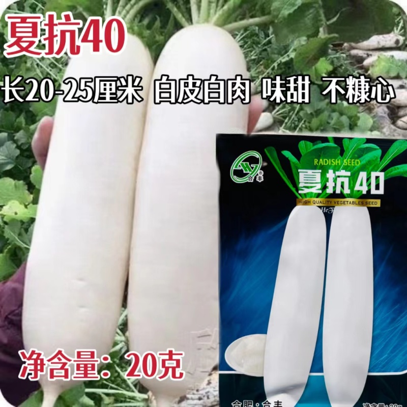 春秋白玉萝卜种子春白玉萝卜种籽水果白萝卜种耐寒高产