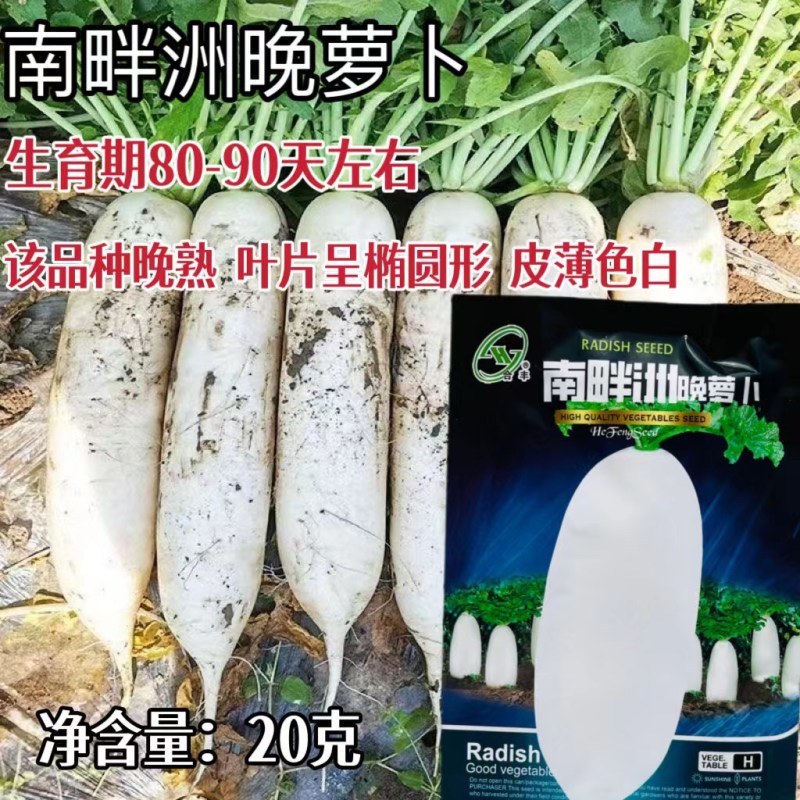 春秋白玉萝卜种子春白玉萝卜种籽水果白萝卜种耐寒高产