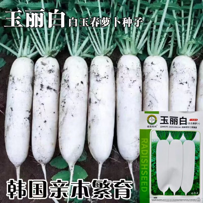 春秋白玉萝卜种子春白玉萝卜种籽水果白萝卜种耐寒高产