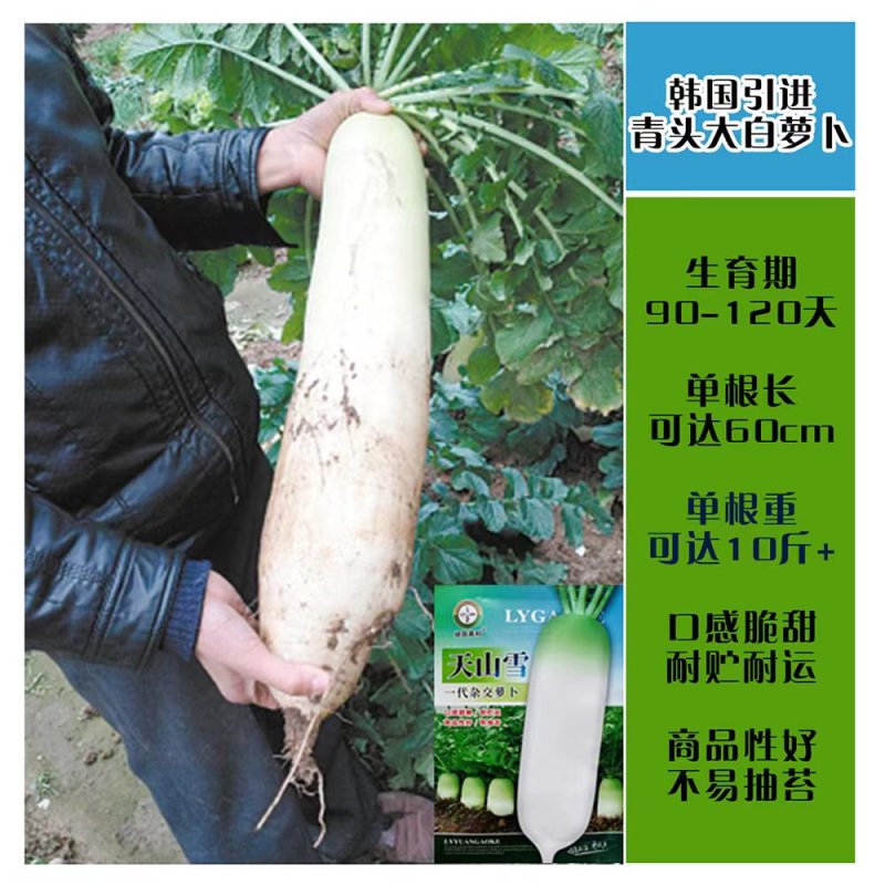 春秋白玉萝卜种子春白玉萝卜种籽水果白萝卜种耐寒高产