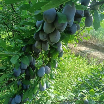 精品蓝西梅，大量现货，颜色好，货源充足，产地直发一手货源