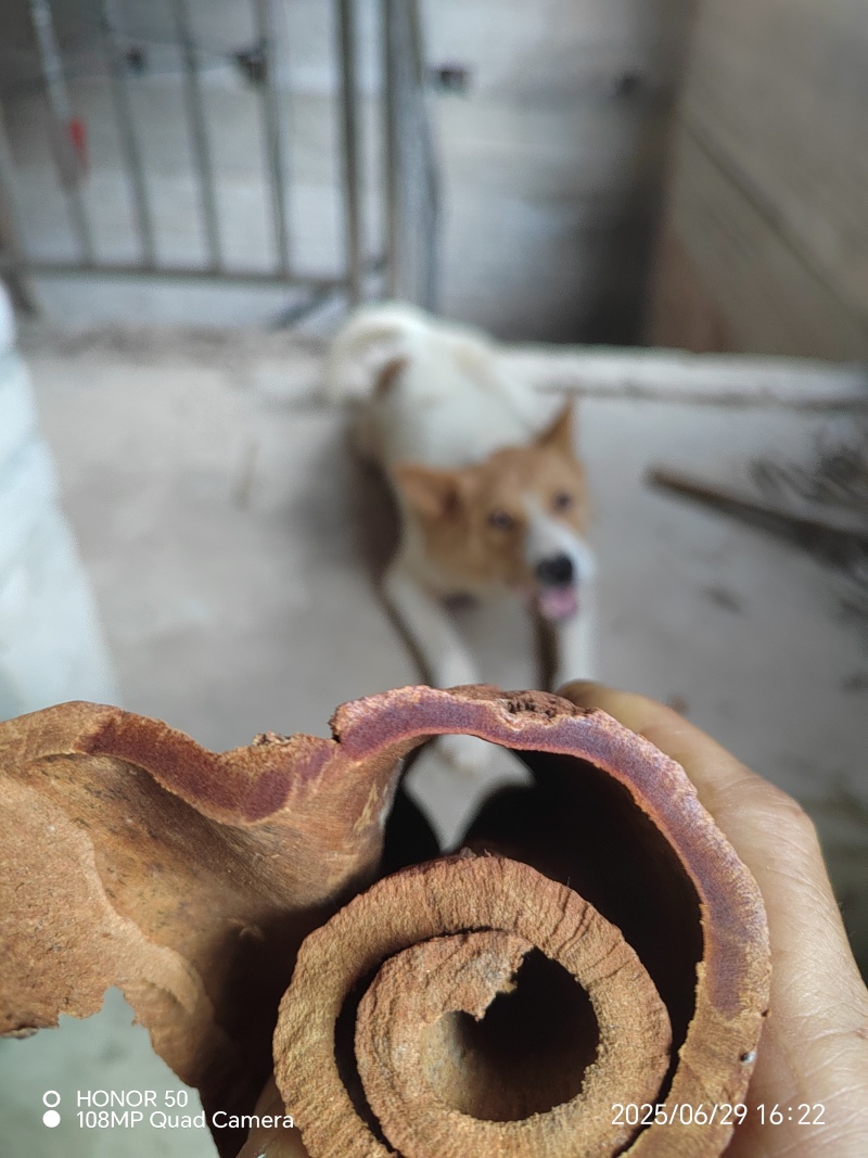 纯野生高山紫油桂，药食同源，