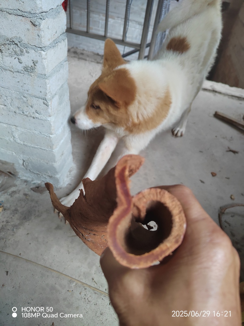 纯野生高山紫油桂，药食同源，