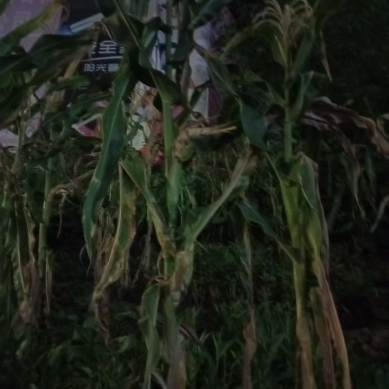 玉米杆