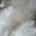 【产地直采】专业供应雪燕规格齐全诚寻长期合作伙伴
