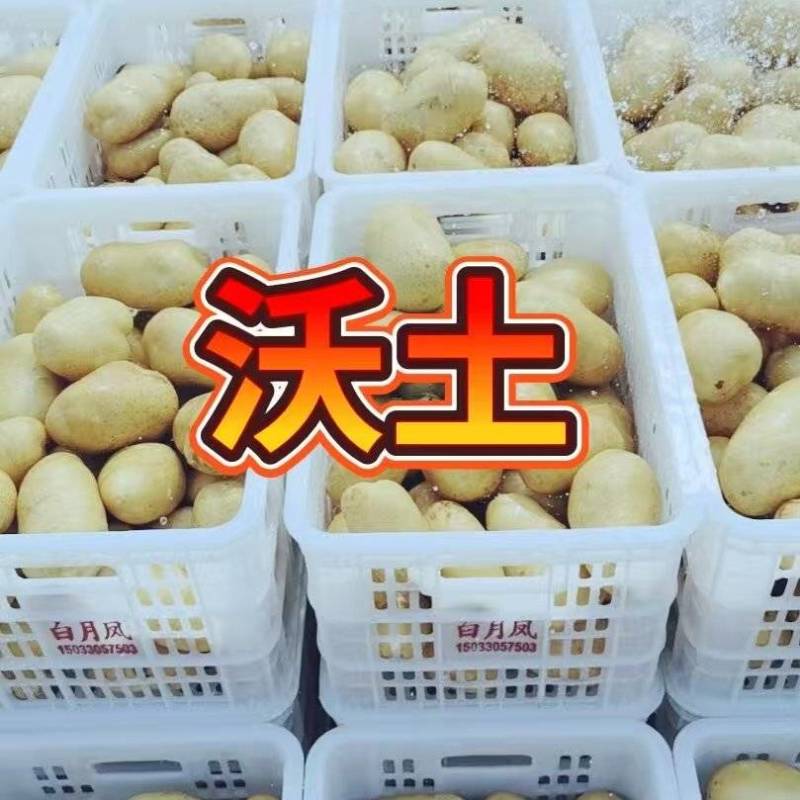 沃土希森荷兰全国直供质量保证并有专业团队为你服务