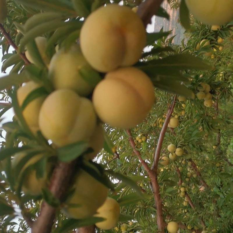 老灰子（老李子）