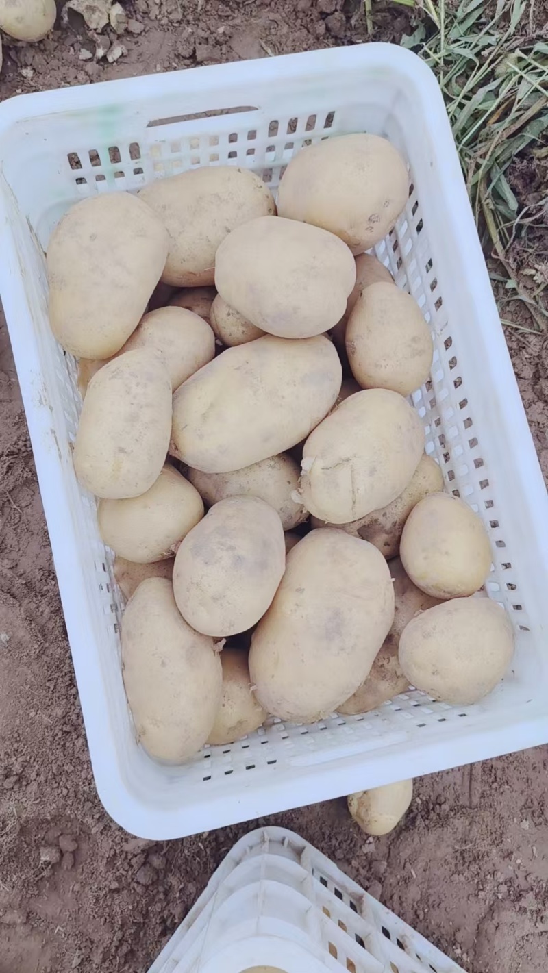 沃土荷兰希森土豆大量上市诚信为本质量好并有专业团队为你服务