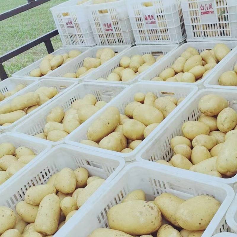 沃土荷兰希森土豆大量上市诚信为本质量好并有专业团队为你服务