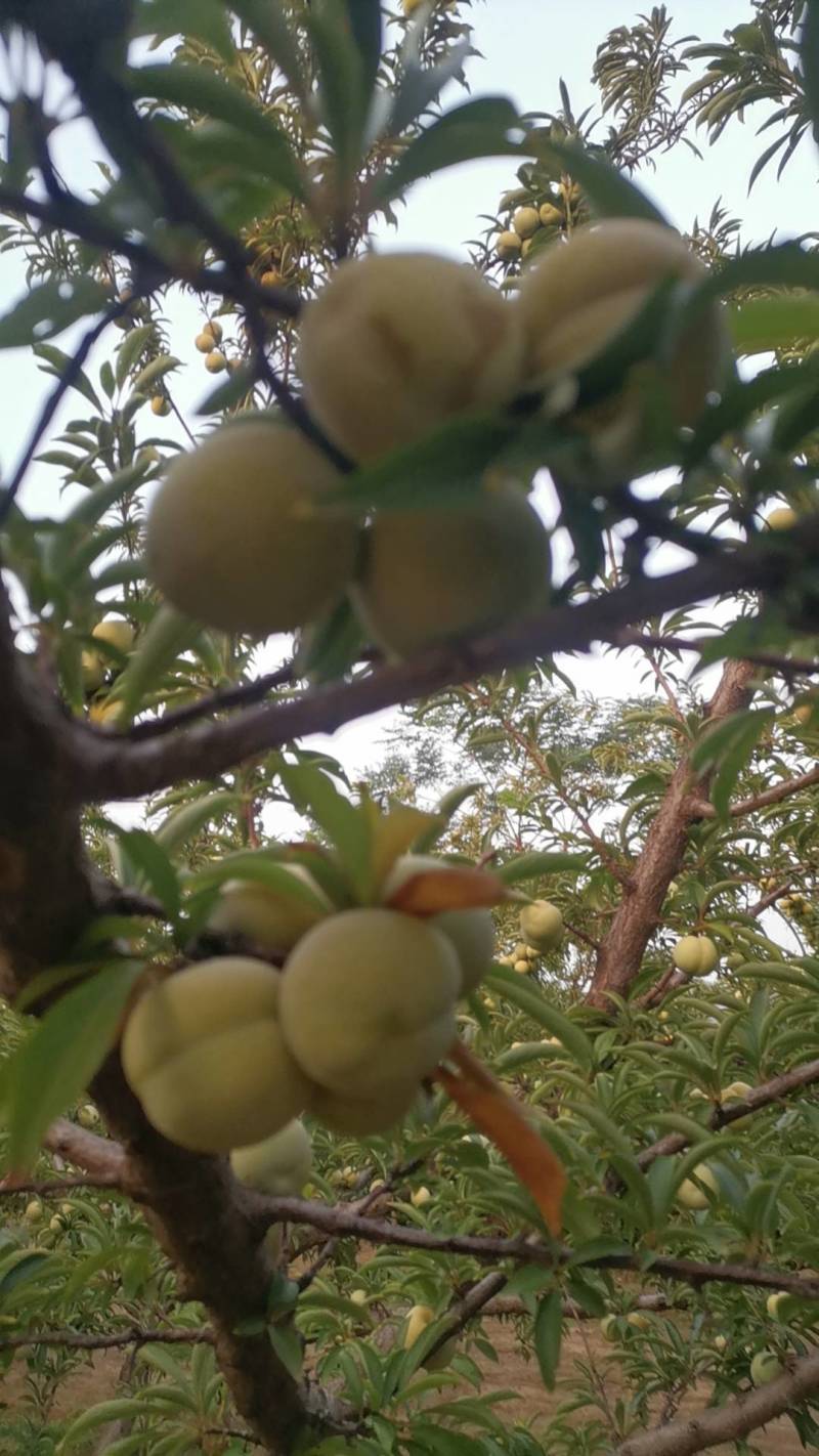 老灰子（老李子）