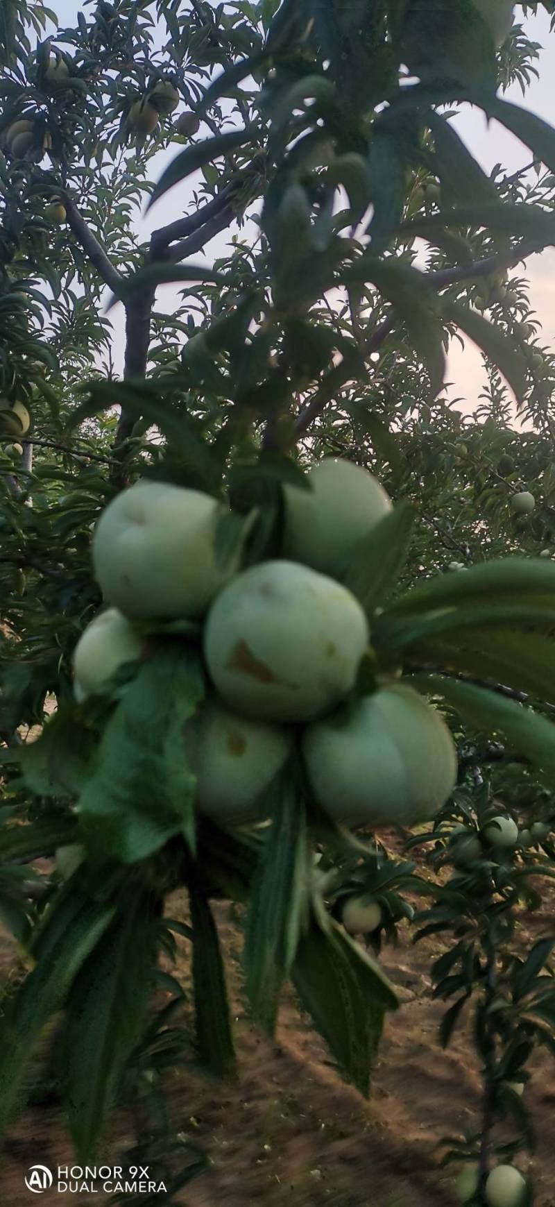 老灰子（老李子）
