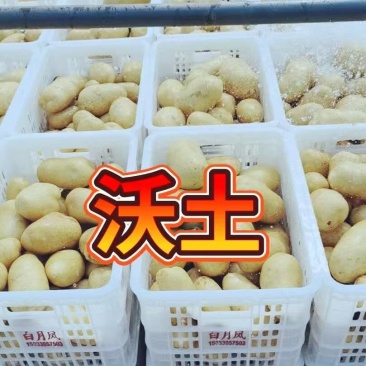 沃土希森荷兰全国发货质量保证并有专业团队为你服务！