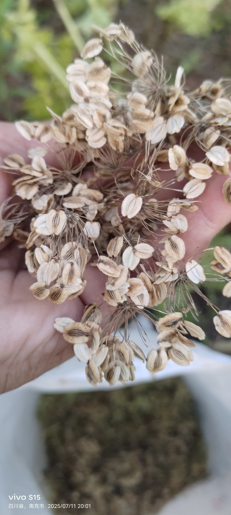 两年白芷种子有需要的老板可以联系我