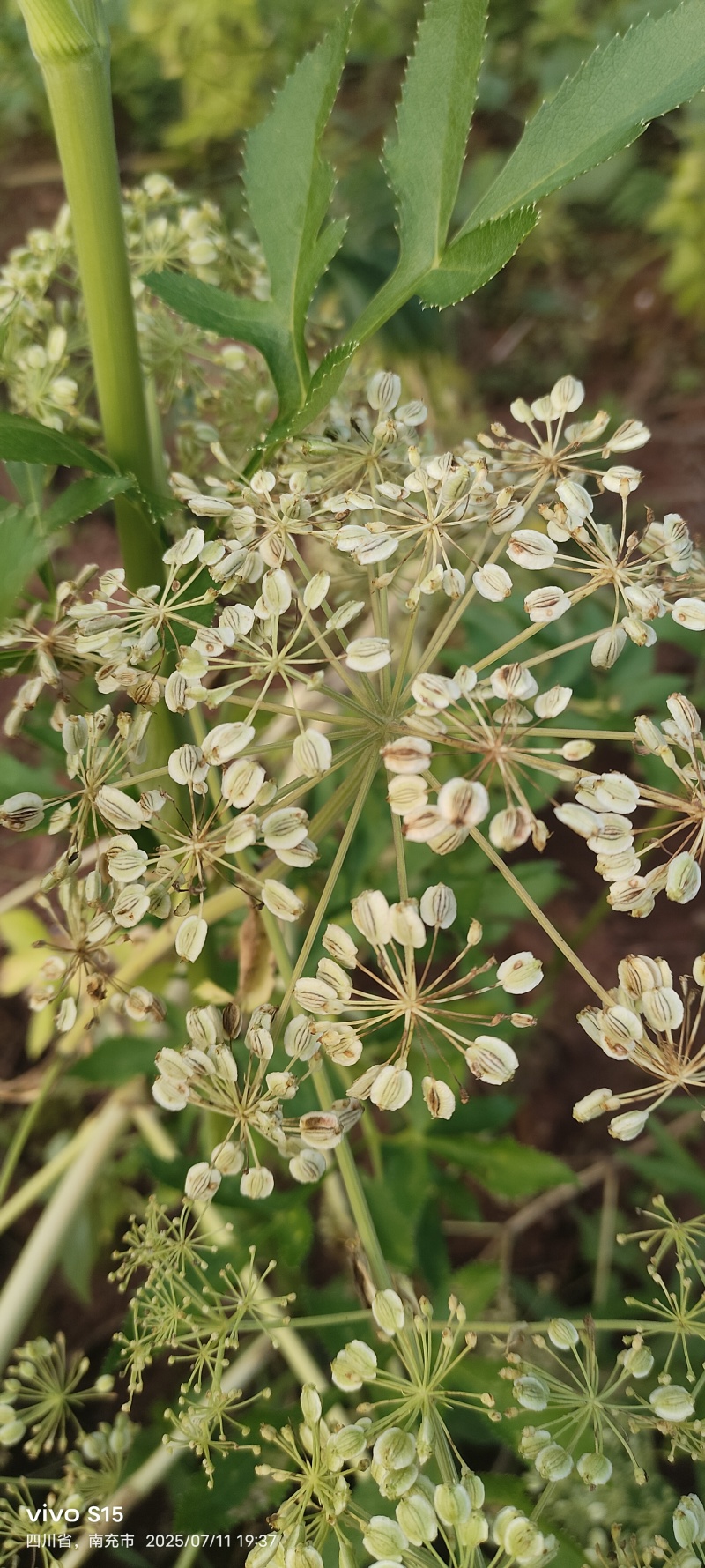 两年白芷种子有需要的老板可以联系我