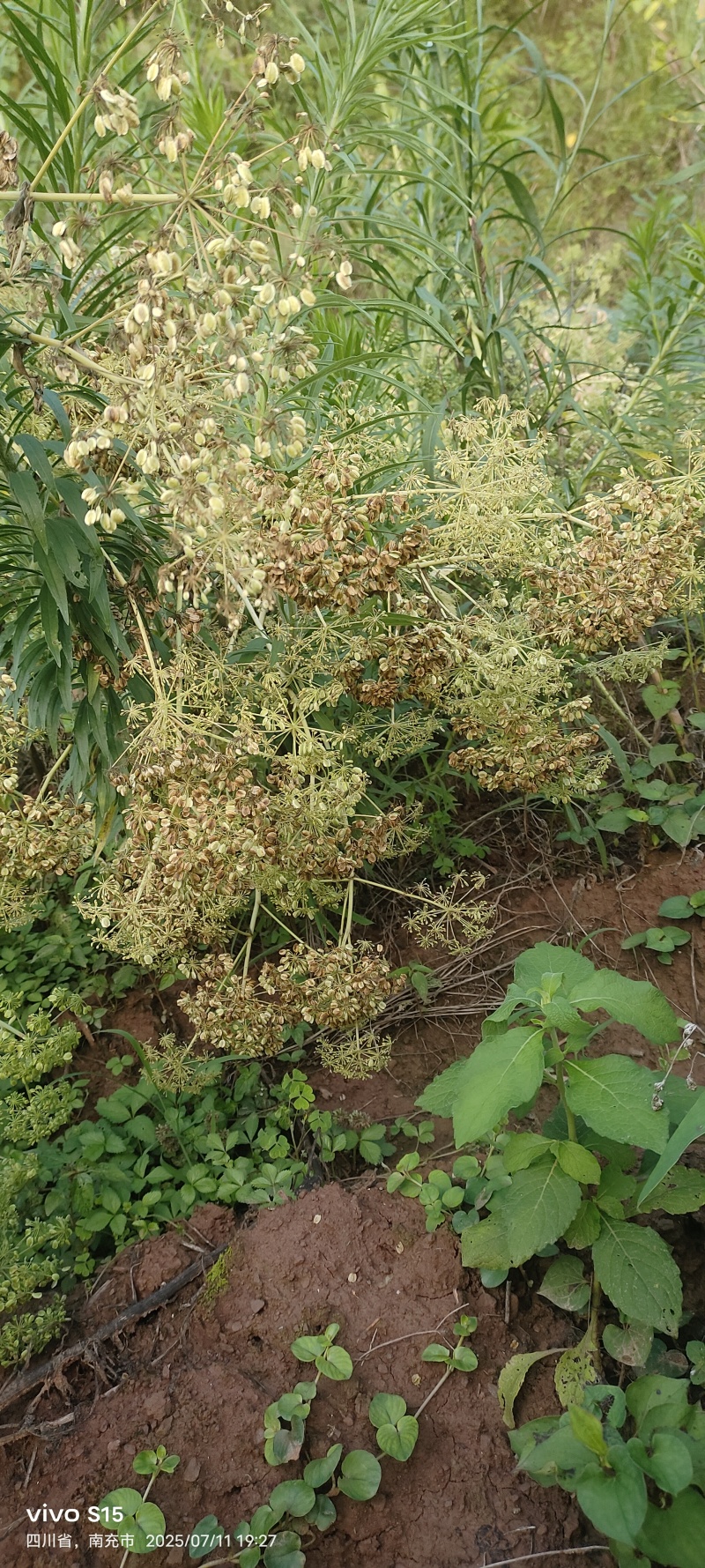 两年白芷种子有需要的老板可以联系我