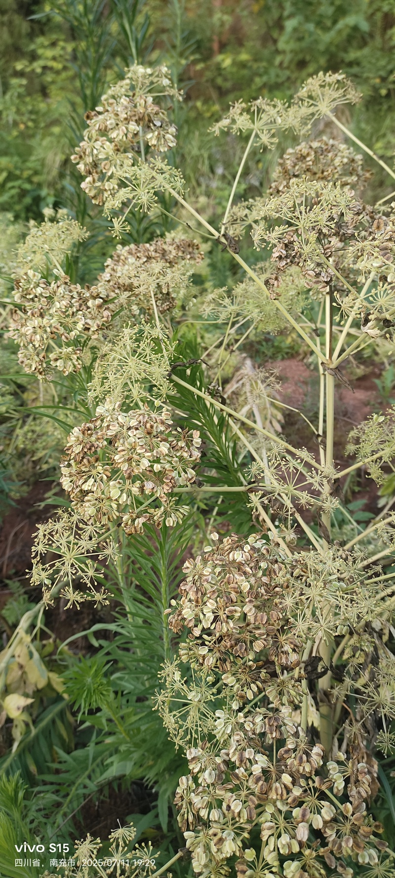 两年白芷种子有需要的老板可以联系我