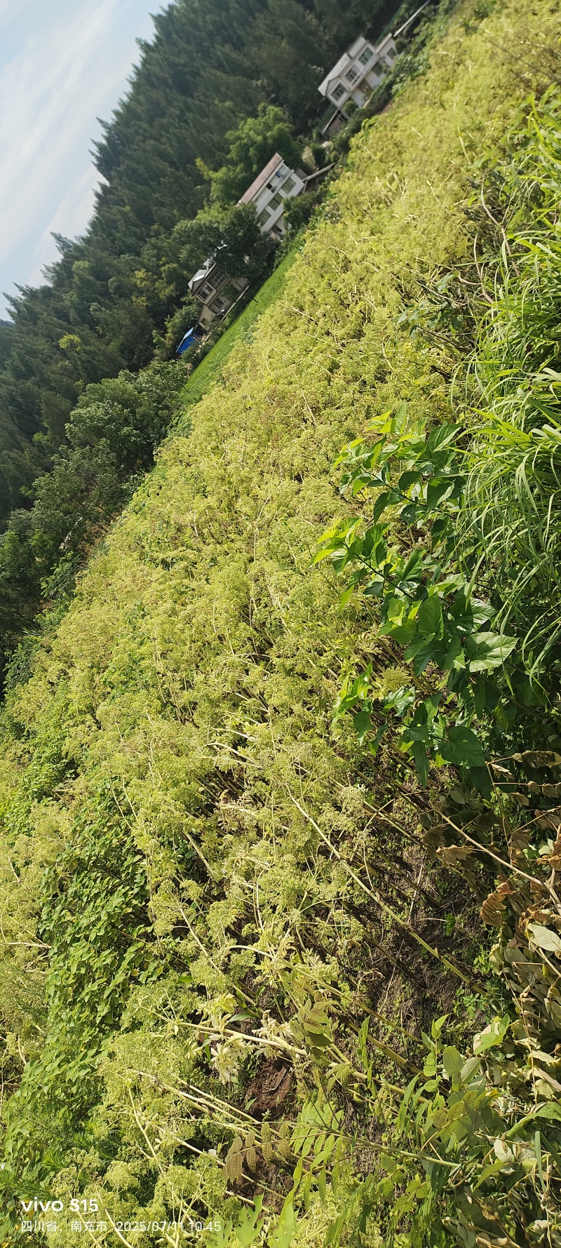 两年白芷种子有需要的老板可以联系我