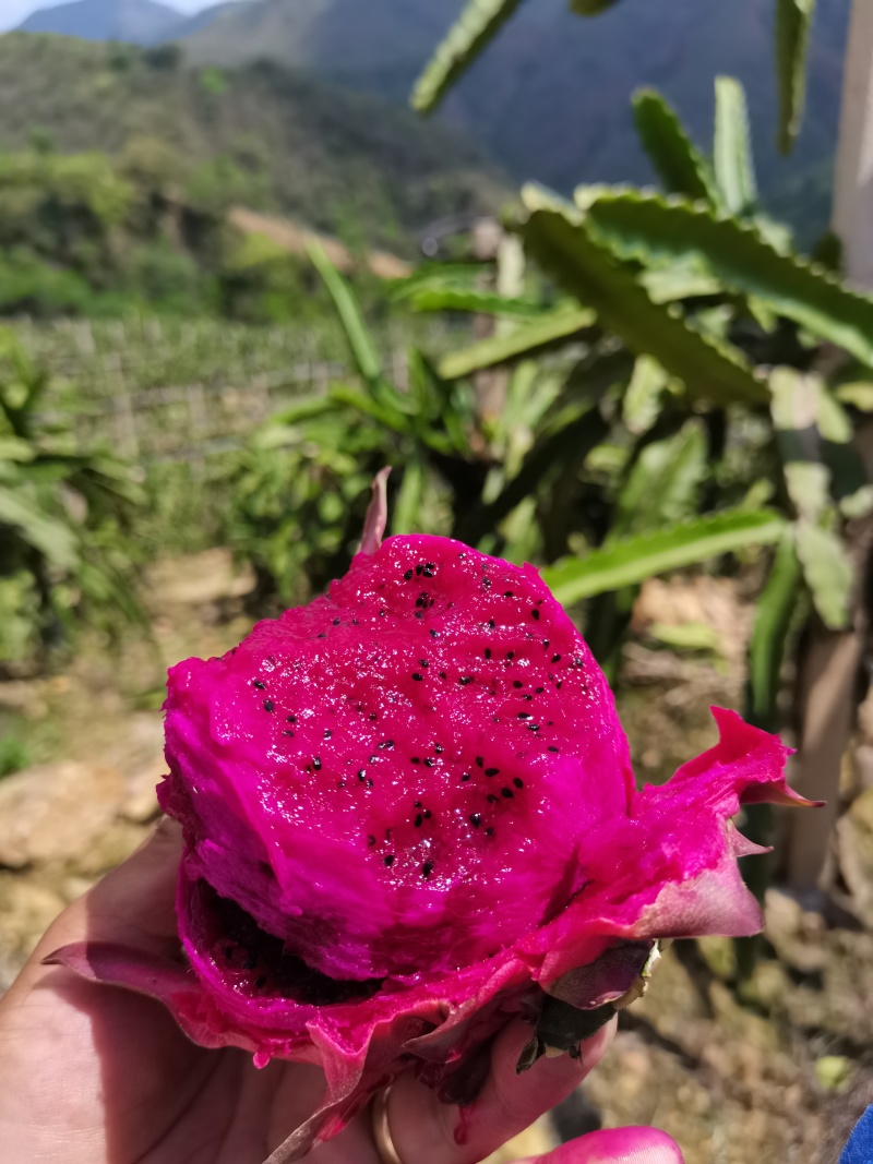 石屏火龙果