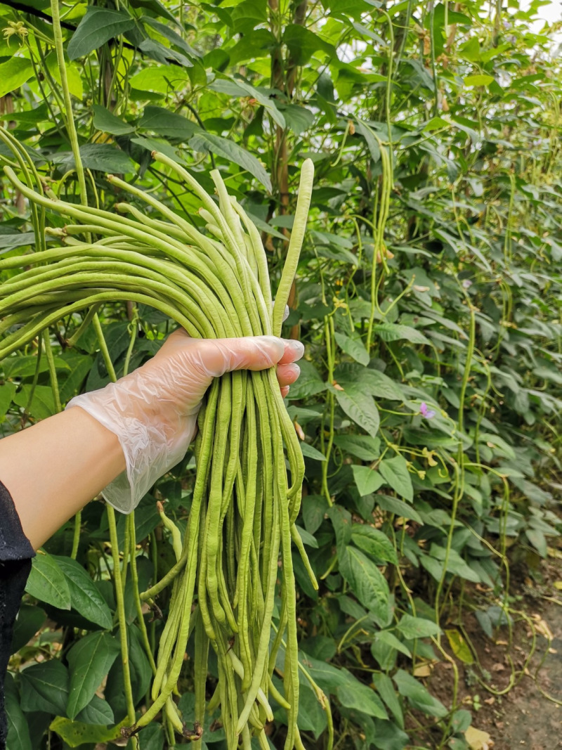 代代传豇豆种子翠绿厚肉长荚高产耐老化架豆籽少农家春秋播