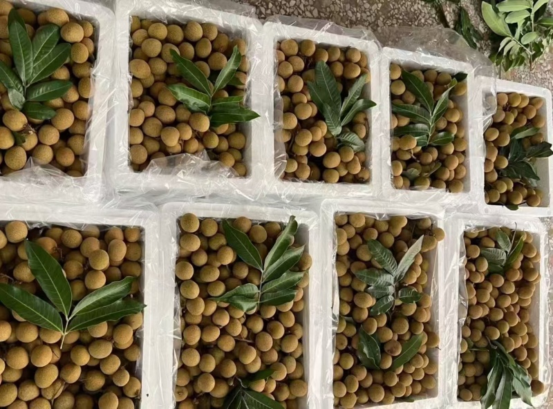 大量龙眼上市！看上的欢迎来扰！