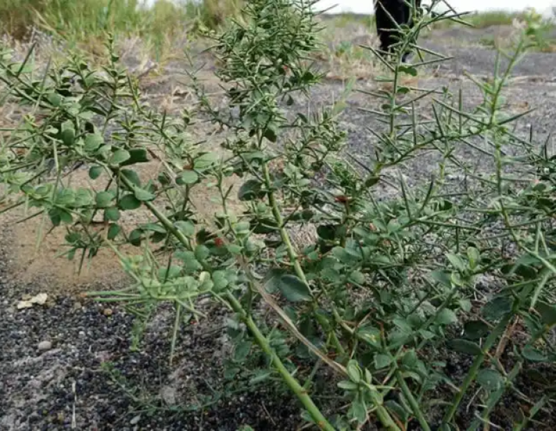 新采骆驼刺种子防沙固土沙漠地被植物绿化护坡