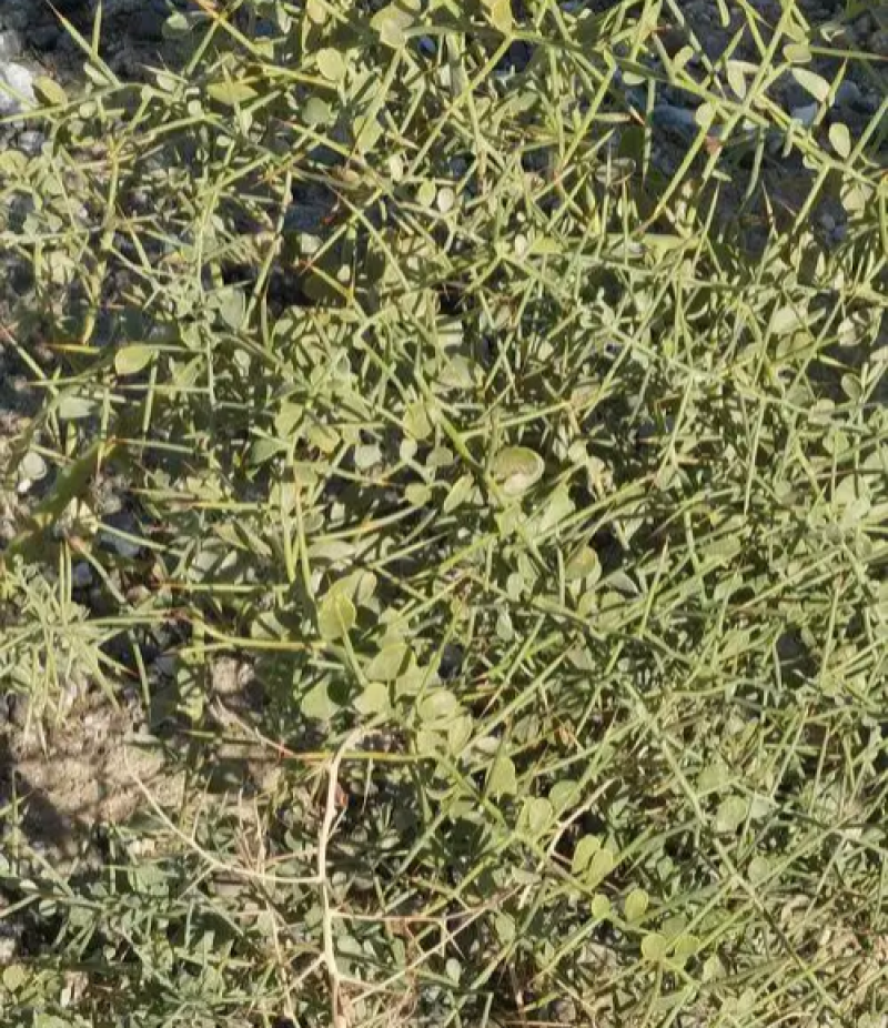 新采骆驼刺种子防沙固土沙漠地被植物绿化护坡
