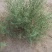 新采骆驼刺种子防沙固土沙漠地被植物绿化护坡