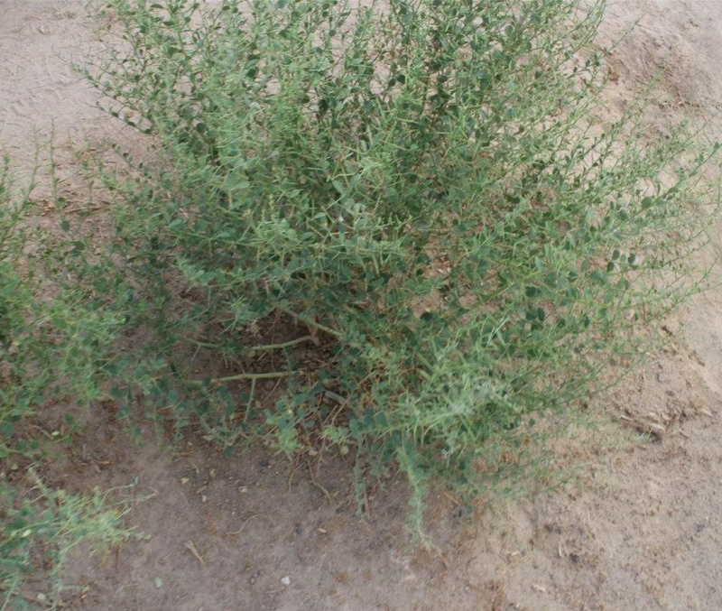 新采骆驼刺种子防沙固土沙漠地被植物绿化护坡