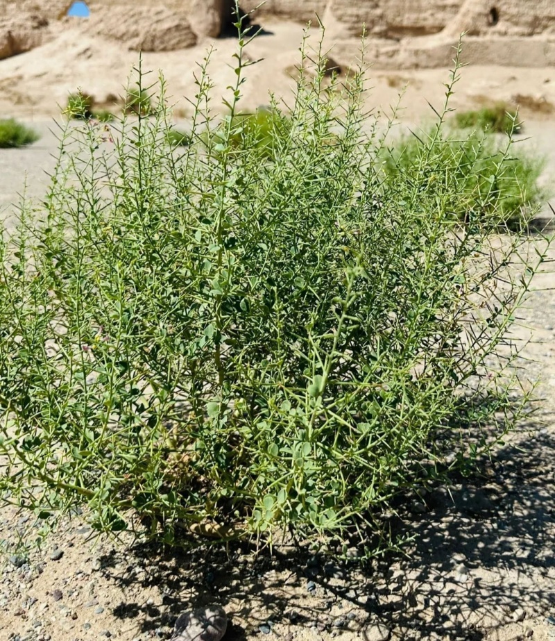 新采骆驼刺种子防沙固土沙漠地被植物绿化护坡