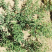 新采骆驼刺种子防沙固土沙漠地被植物绿化护坡