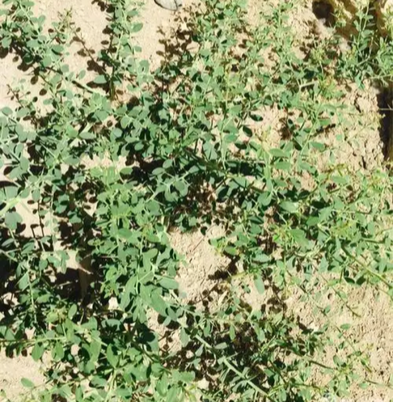 新采骆驼刺种子防沙固土沙漠地被植物绿化护坡