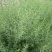 新采骆驼刺种子防沙固土沙漠地被植物绿化护坡