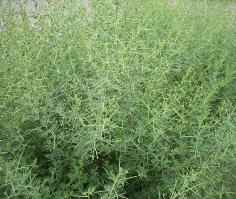 新采骆驼刺种子防沙固土沙漠地被植物绿化护坡