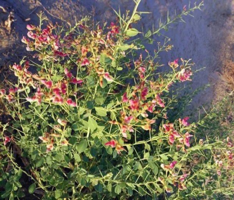 新采骆驼刺种子防沙固土沙漠地被植物绿化护坡