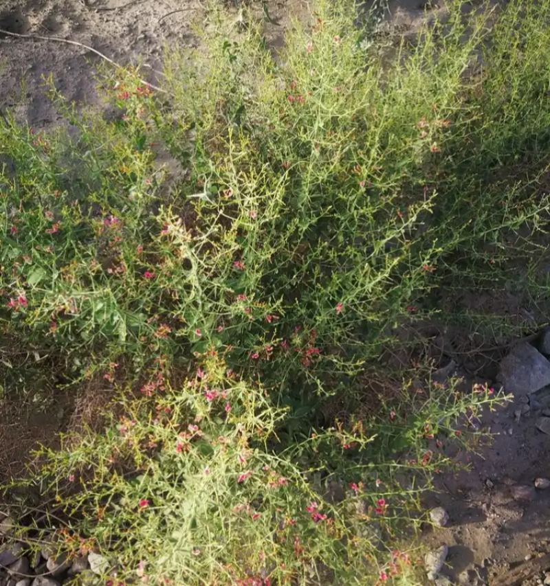 新采骆驼刺种子防沙固土沙漠地被植物绿化护坡