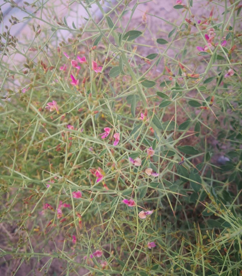 新采骆驼刺种子防沙固土沙漠地被植物绿化护坡