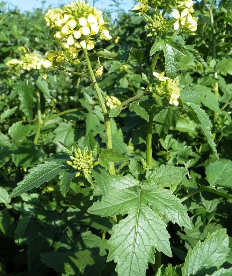 黄芥子种子白芥子芥花种子易种花籽庭院四季