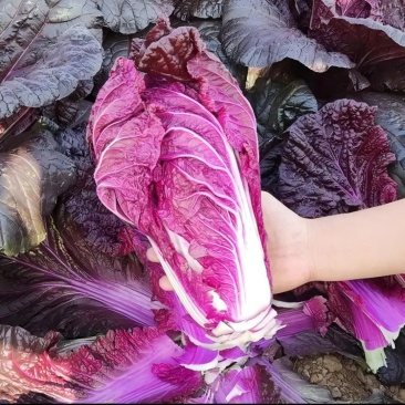 紫玉白菜种子紫色大白菜种籽秋播耐寒抗病高产农家四季蔬菜种