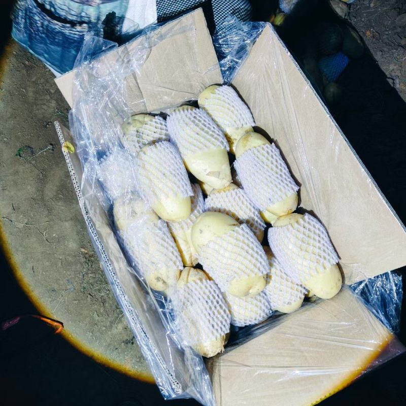 全国黄心土豆大量供应。货源充足。冷库土豆大量供应。