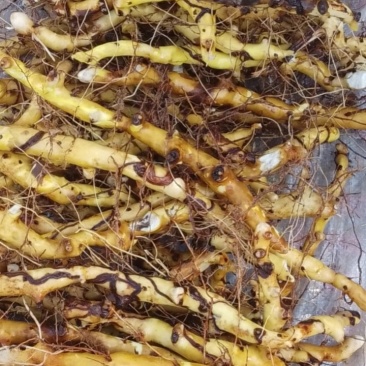 穿龙骨根