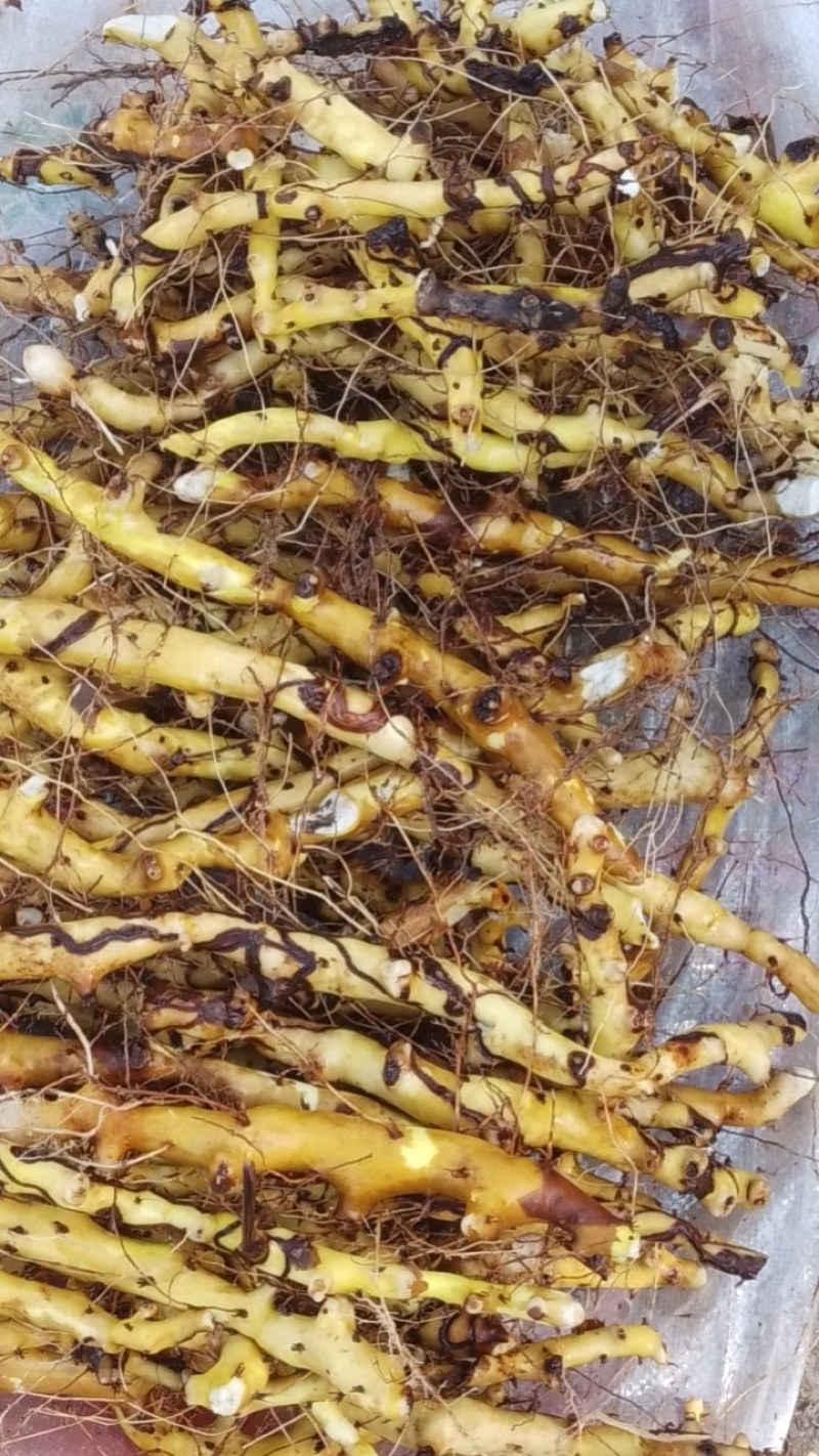 穿龙骨根