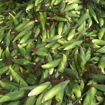 白粘，花粘，黄甜玉米大量有货