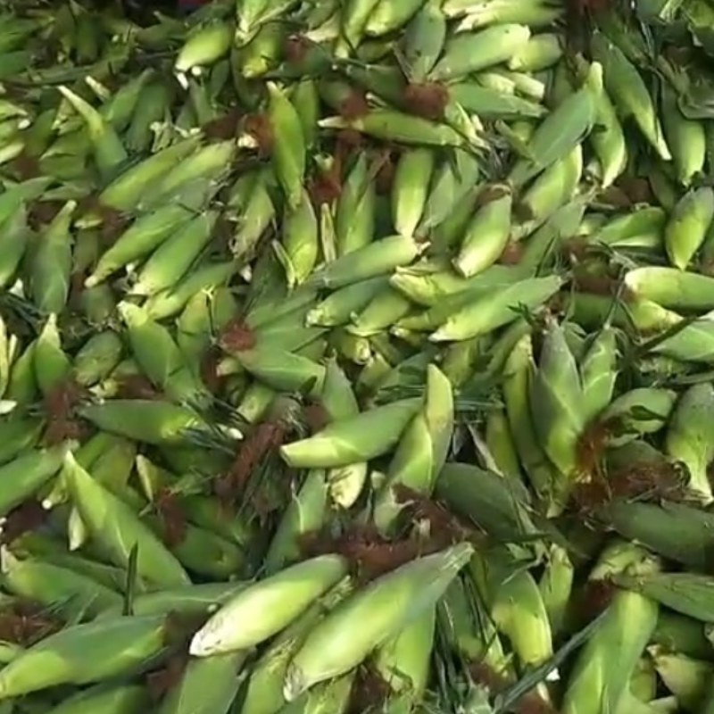 白粘，花粘，黄甜玉米大量有货