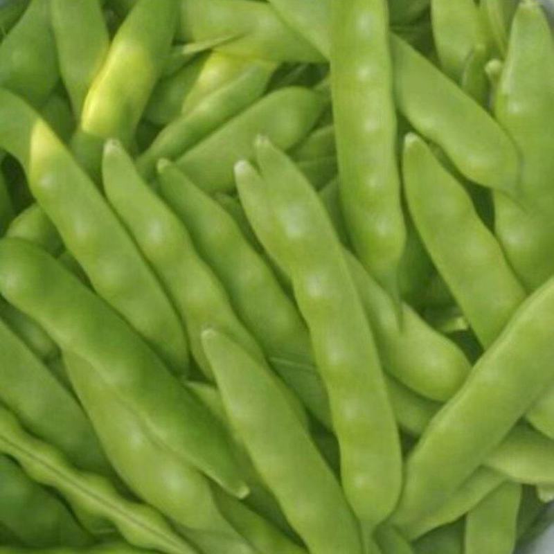 吉林基地油豆角大量上市，保质保量！全国代发！