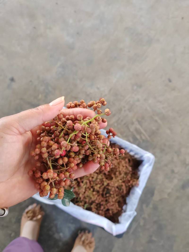 陕西大红袍鲜花椒产地直供品种保障新鲜采摘
