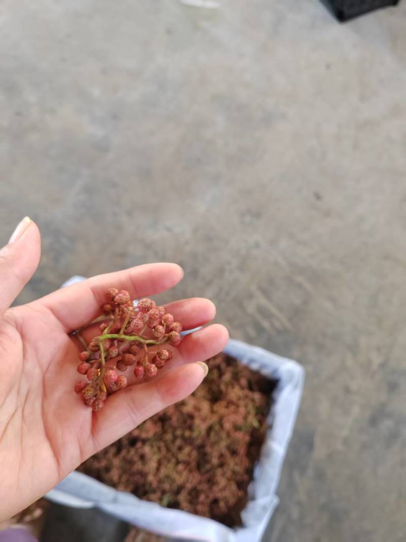 陕西大红袍鲜花椒产地直供品种保障新鲜采摘