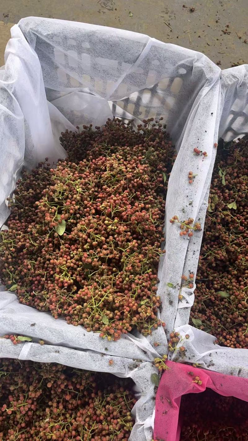 陕西大红袍鲜花椒产地直供品种保障新鲜采摘