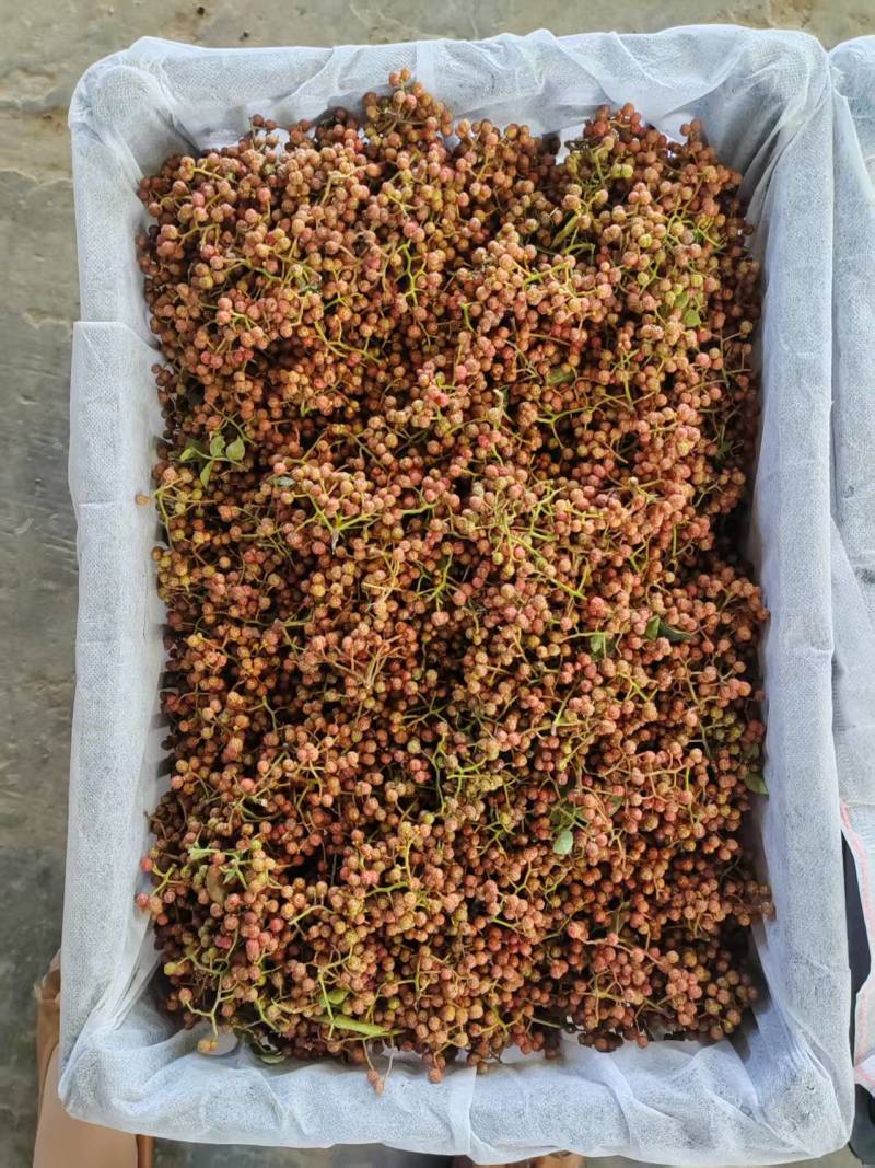 陕西大红袍鲜花椒产地直供品种保障新鲜采摘
