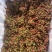 陕西大红袍鲜花椒产地直供品种保障新鲜采摘